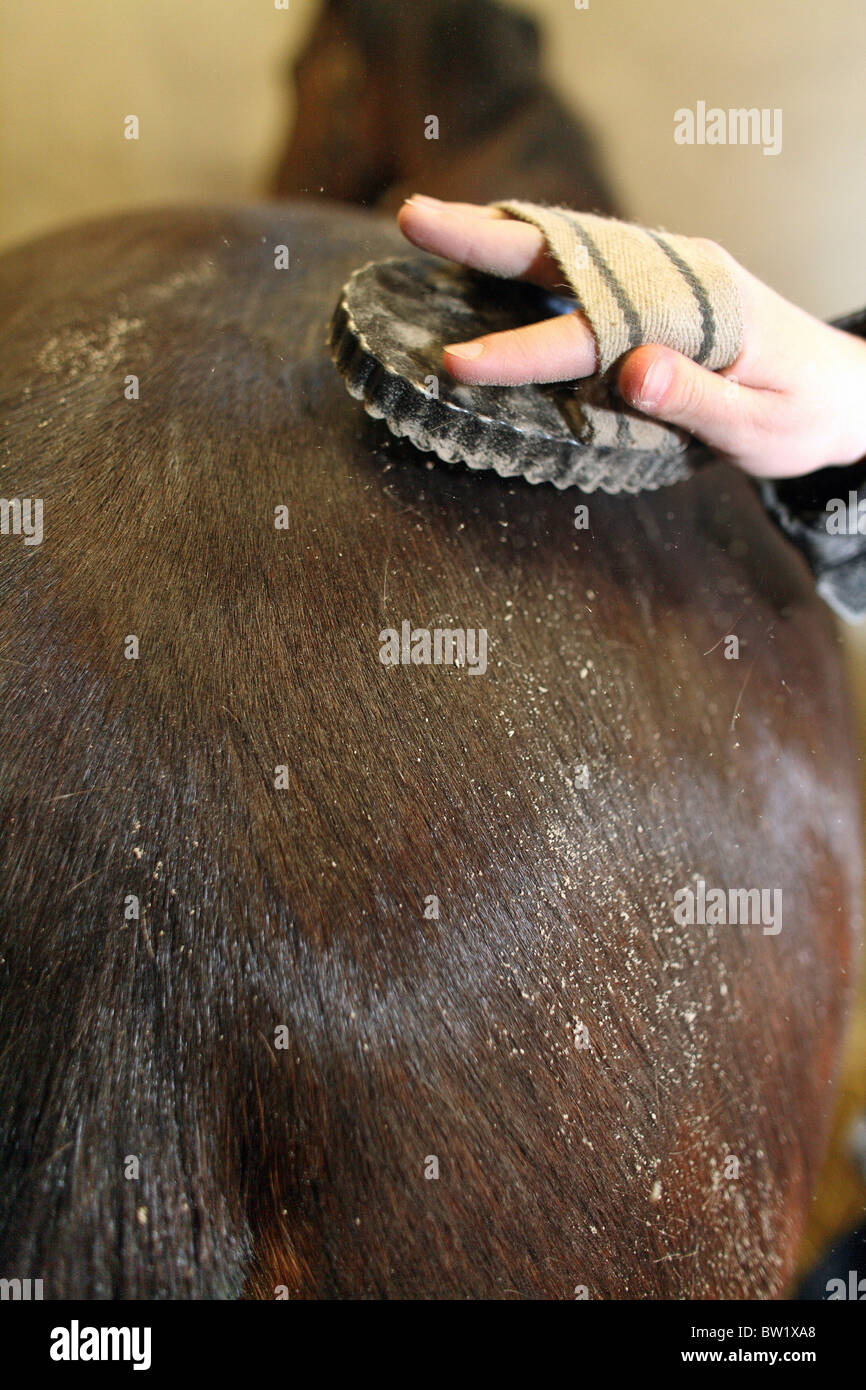 Grooming a horse Stock Photo