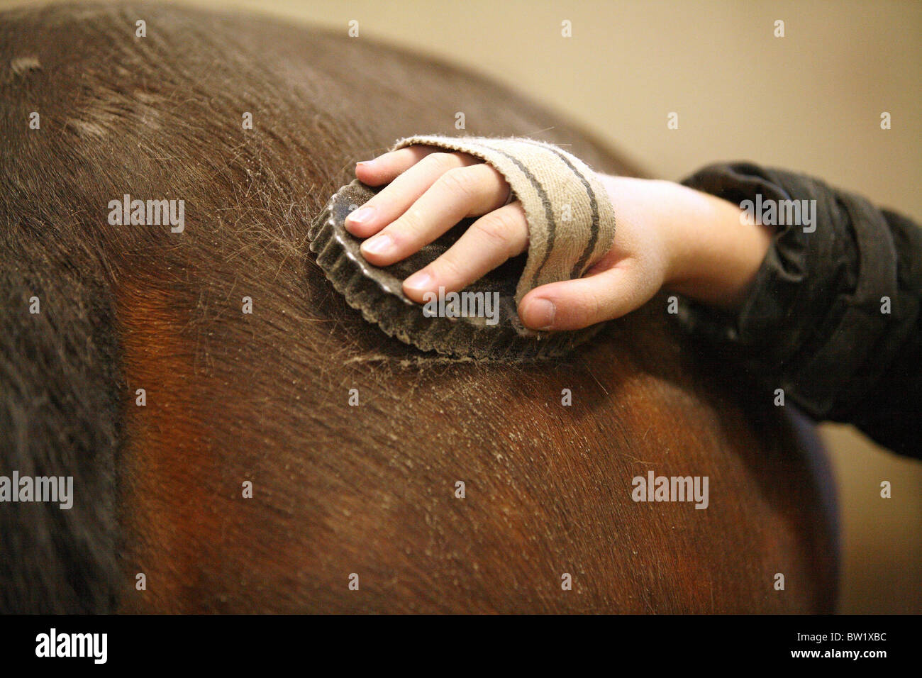 Grooming a horse Stock Photo