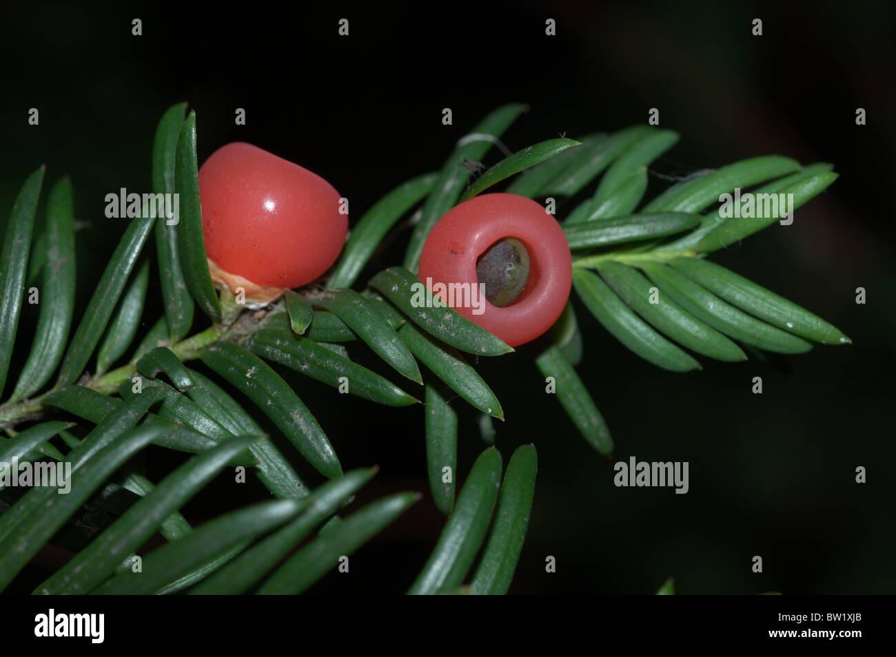 Yew berries (Taxus baccata) Stock Photo