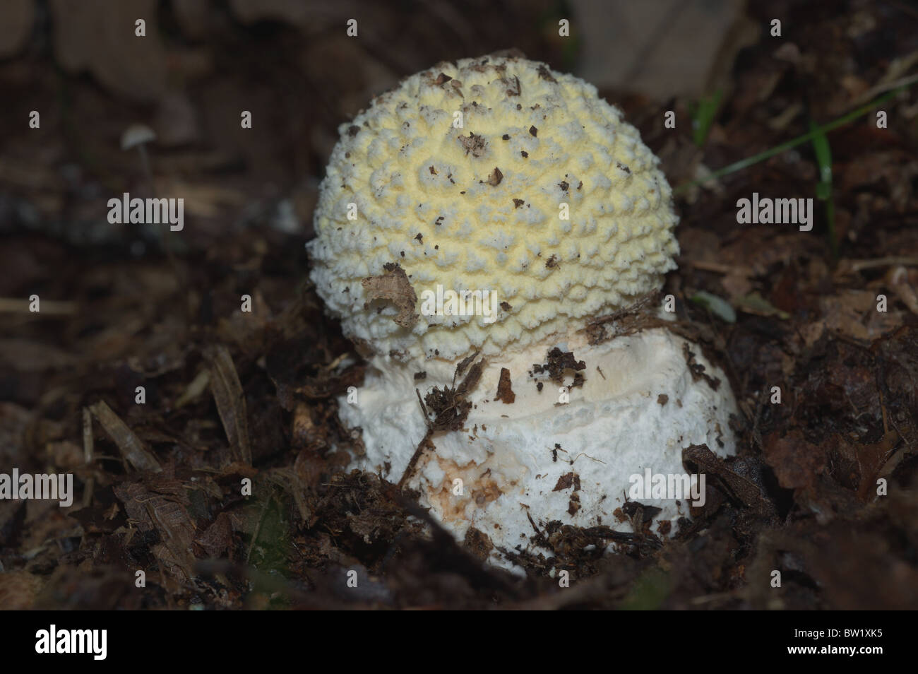 Gemmed Mushroom or Jeweled Amanita (Amanita gemmata) Stock Photo