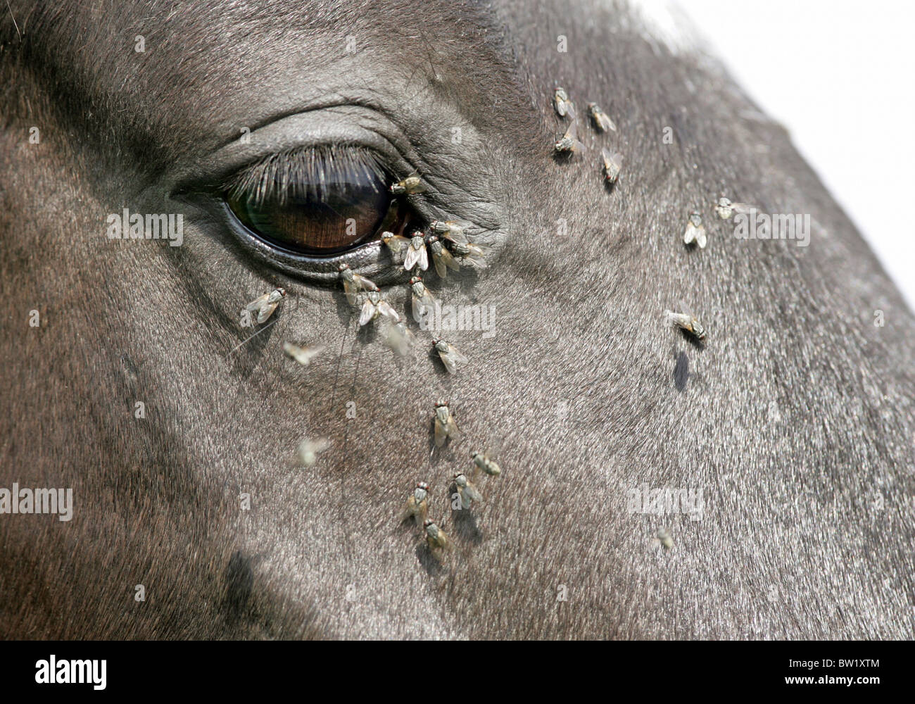 Flies on the head of a horse Stock Photo
