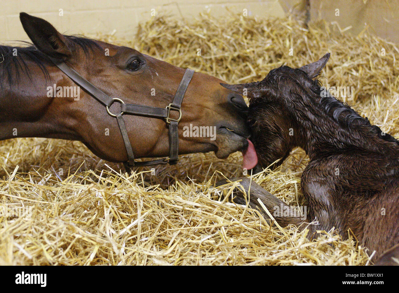 Horse lick hires stock photography and images Alamy