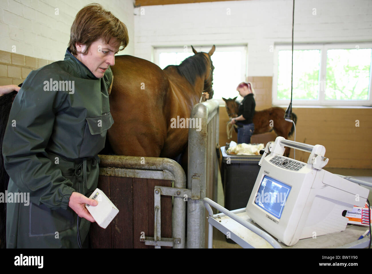 A veterinarian examining a pregnant mare, Soltau, Germany Stock Photo