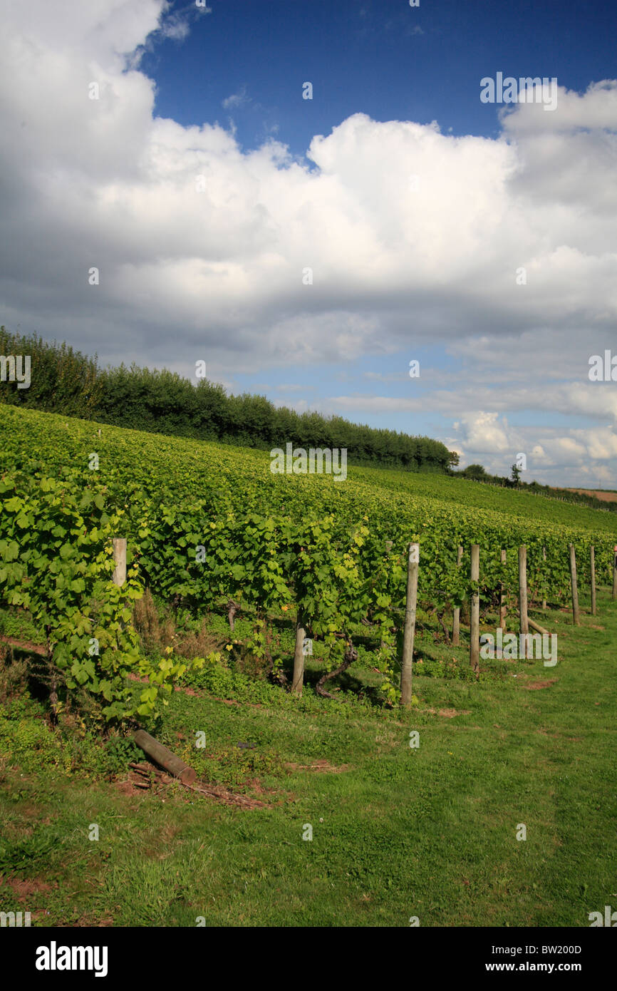 Grape vines Manstree Vineyard, Shillingford St Exeter Devon UK
