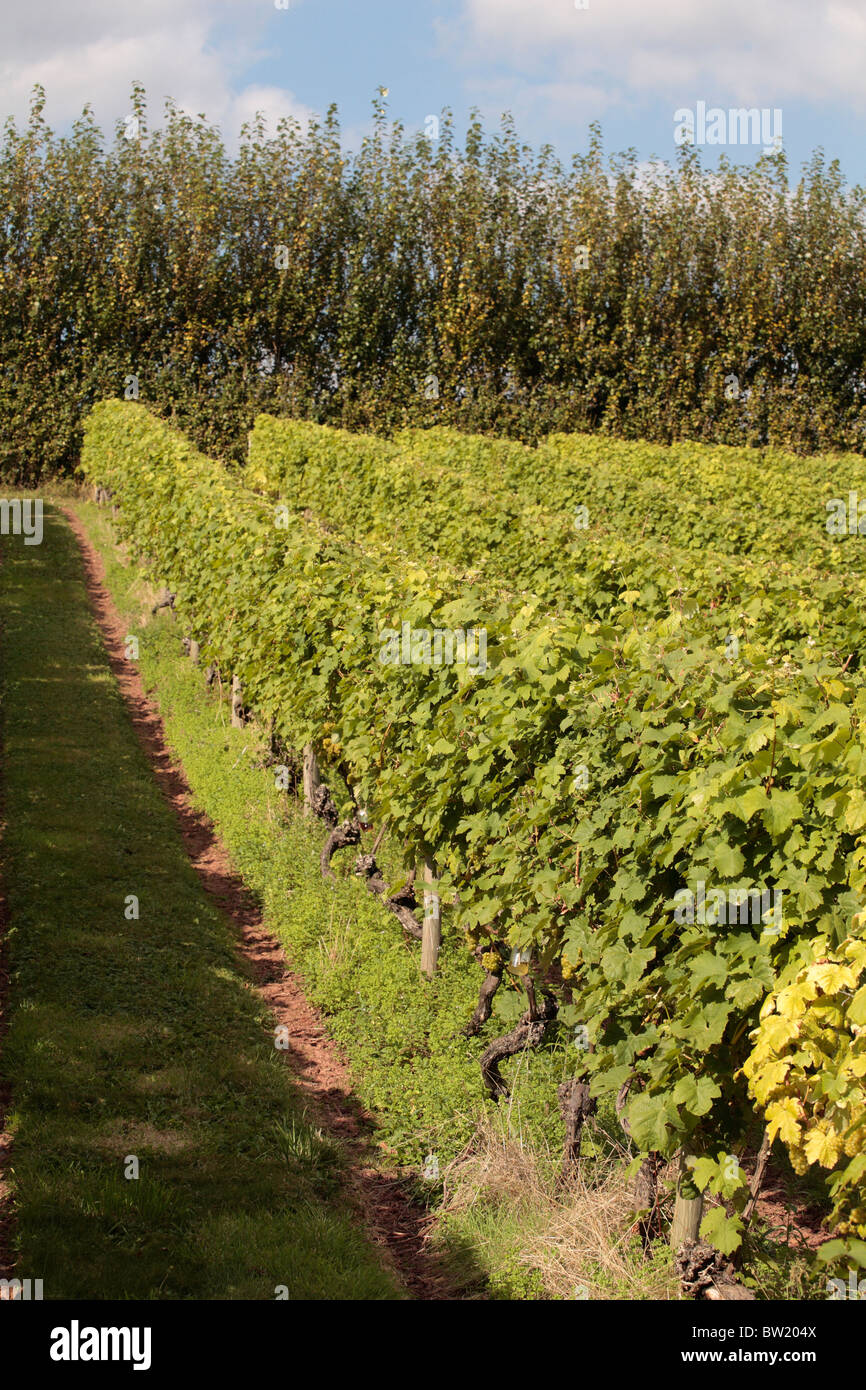 Grape vines Manstree Vineyard, Shillingford St Exeter Devon UK