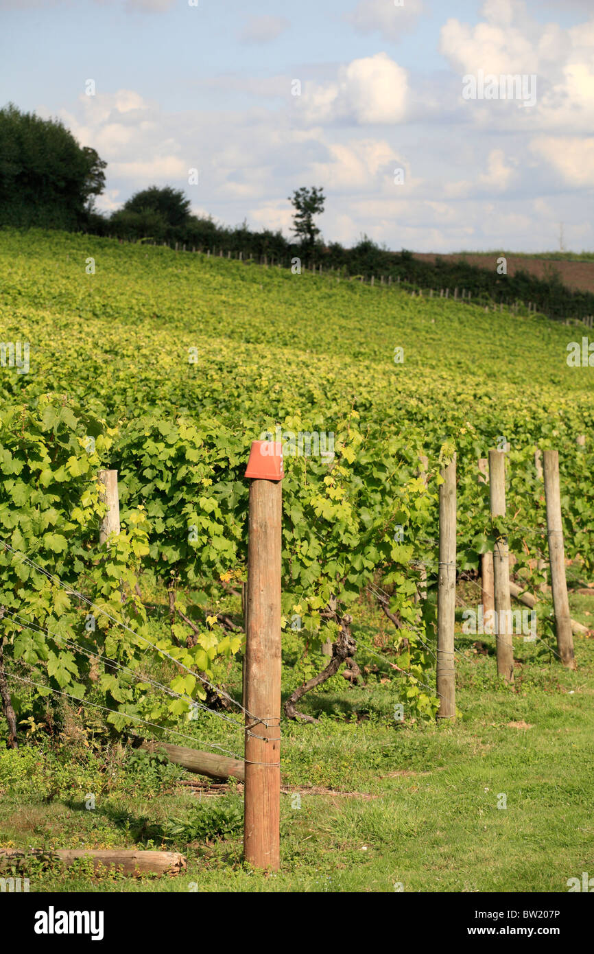 Grape vines Manstree Vineyard, Shillingford St Exeter Devon UK