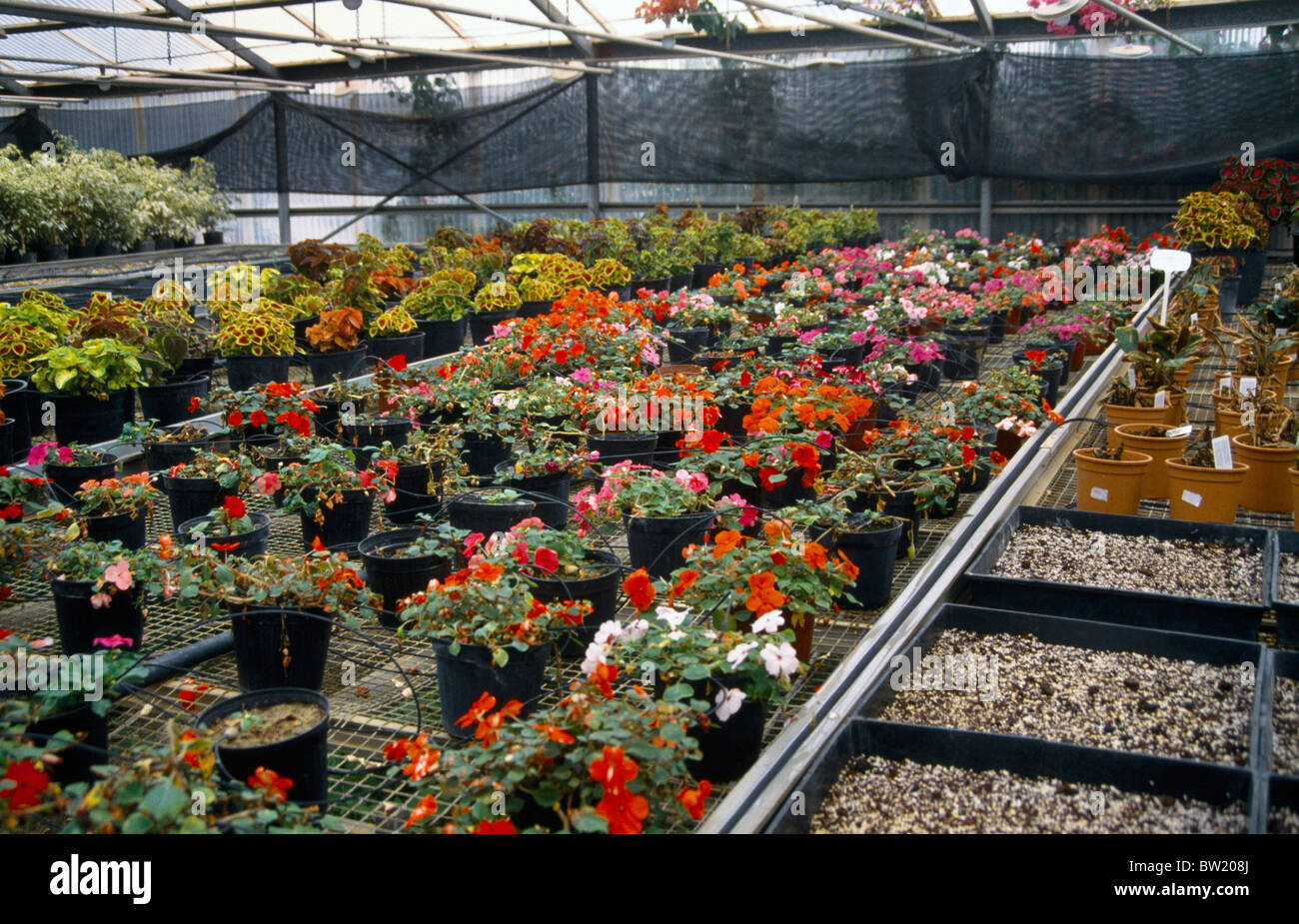 Wafra Kuwait Flowers In Greenhouse For Export Stock Photo Alamy