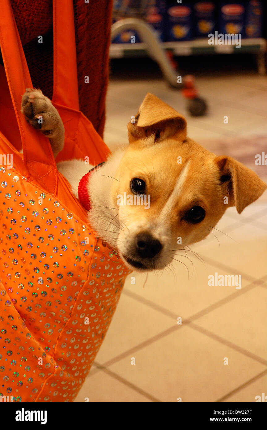 Dog in a bag Stock Photo Alamy