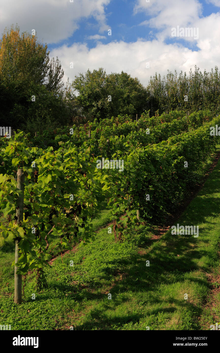 Triomphe d'Alsace variety red grape vines Manstree Vineyard