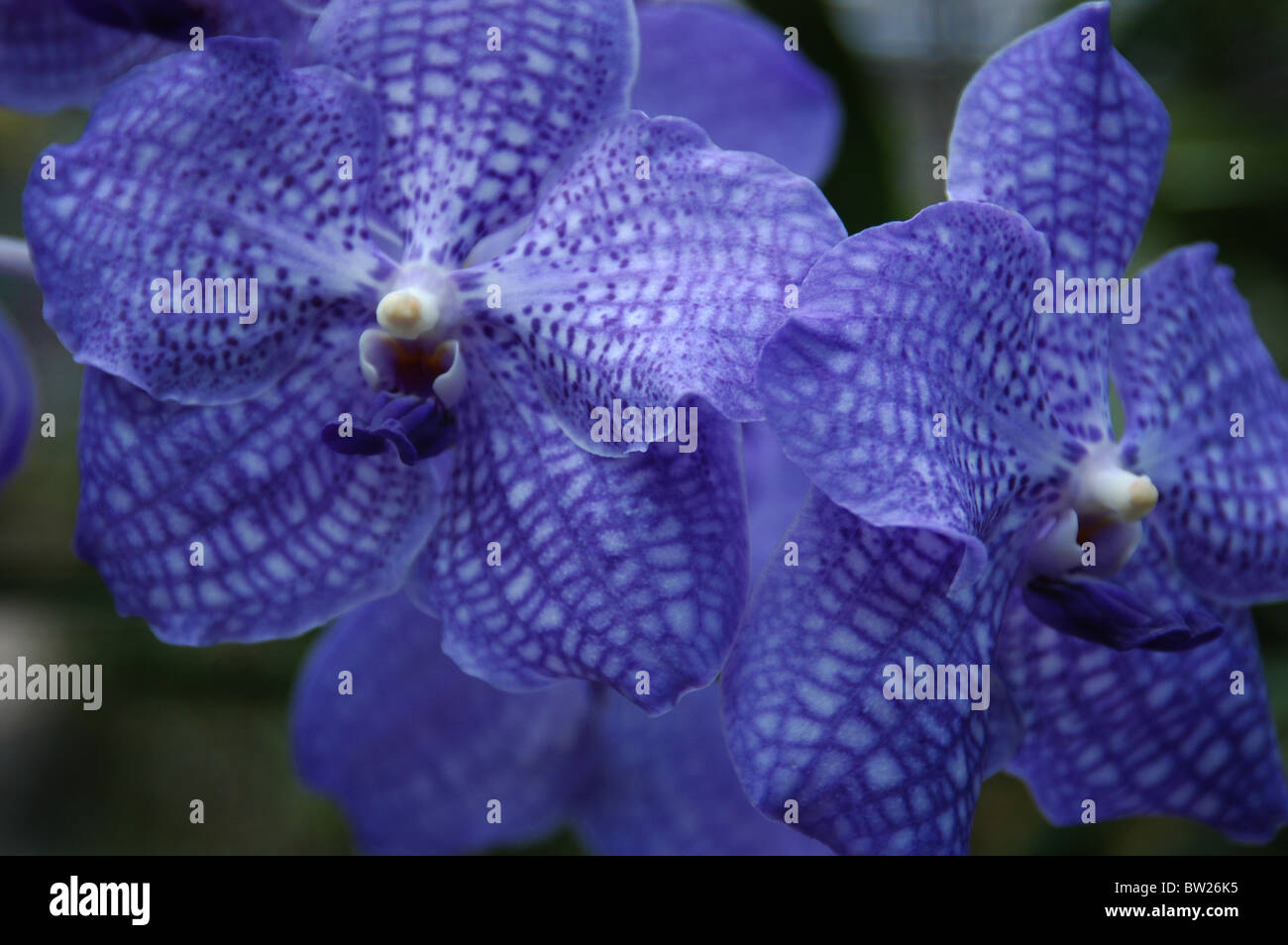 Vanda coerulea (Autumn lady’s tresses orchid; blue vanda) Stock Photo