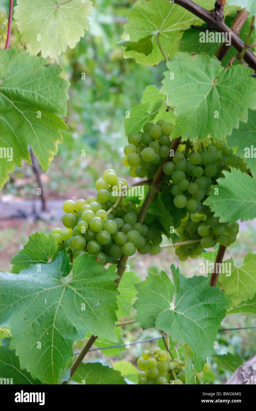 Manstree vineyard Shillingford St Exeter Devon Uk green grapes