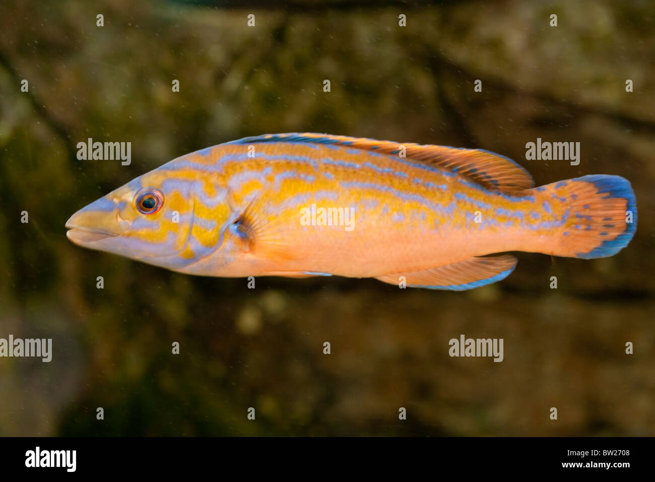 Cuckoo Wrasse fish (Labrus bimaculatus) Stock Photo