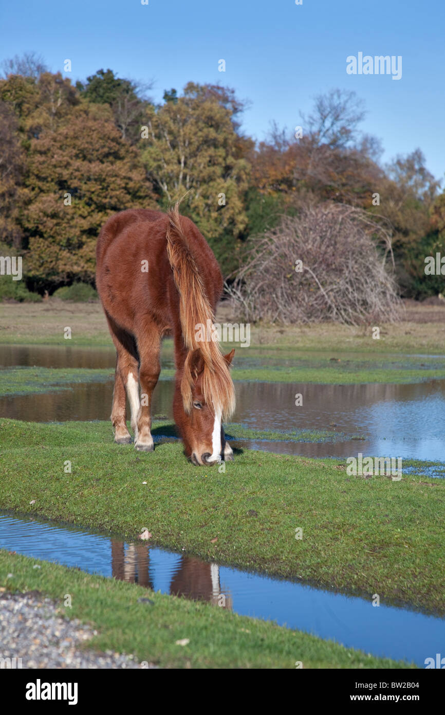 New Forest Pony in Marshland near Cadman's Pool, Hampshire, England Stock Photo