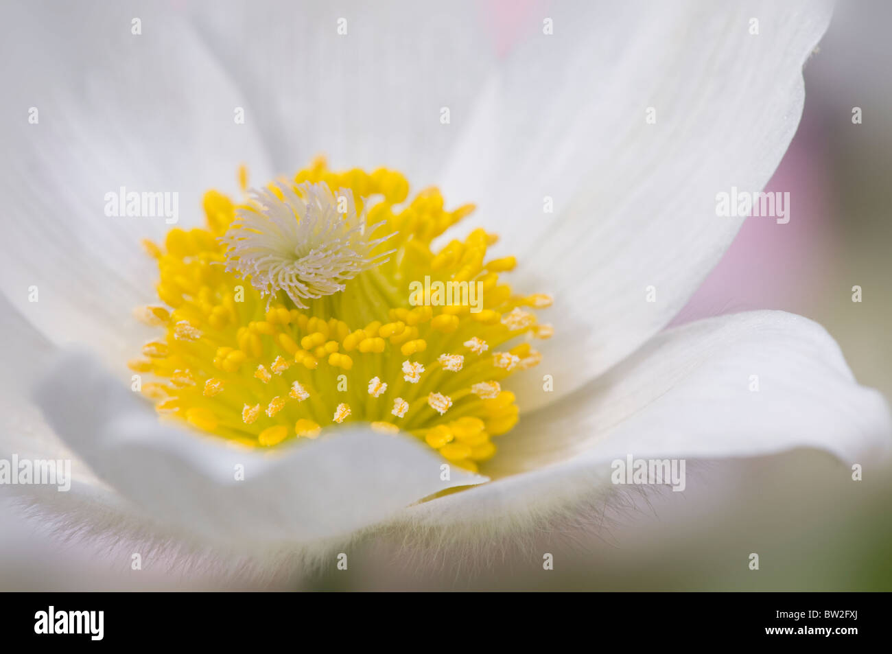 A single white Pasque flowerhead - Pulsatilla vulgaris 'Alba', pasqueflower Stock Photo