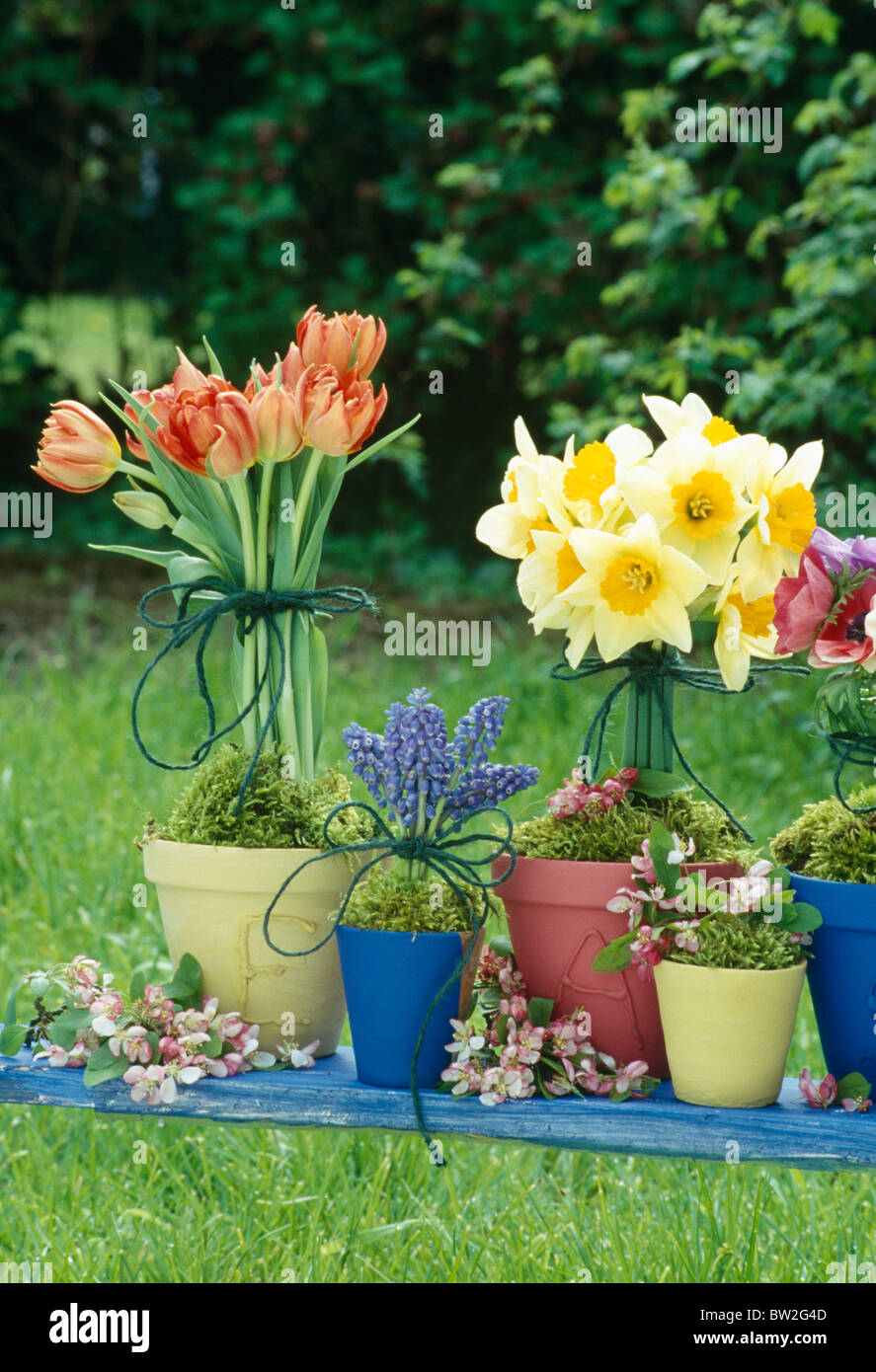 Daffodils and grape hyacinths hires stock photography and images Alamy