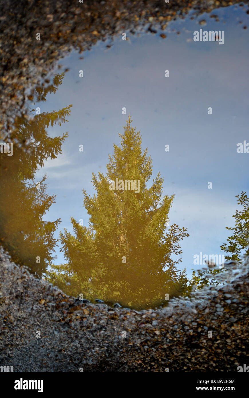 larch tree reflection in the puddle Stock Photo