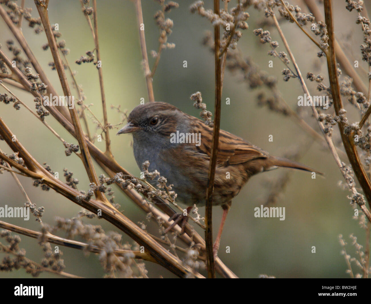 Dunnock, Prunella modularis, UK Stock Photo