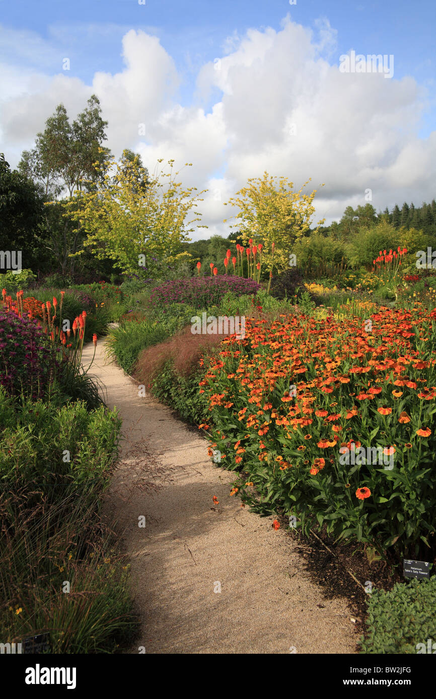 Path and herbaceous border in early August RHS Gardens Royal Horticultural Society garden Rosemoor Devon UK Asteraceae Helenium Stock Photo