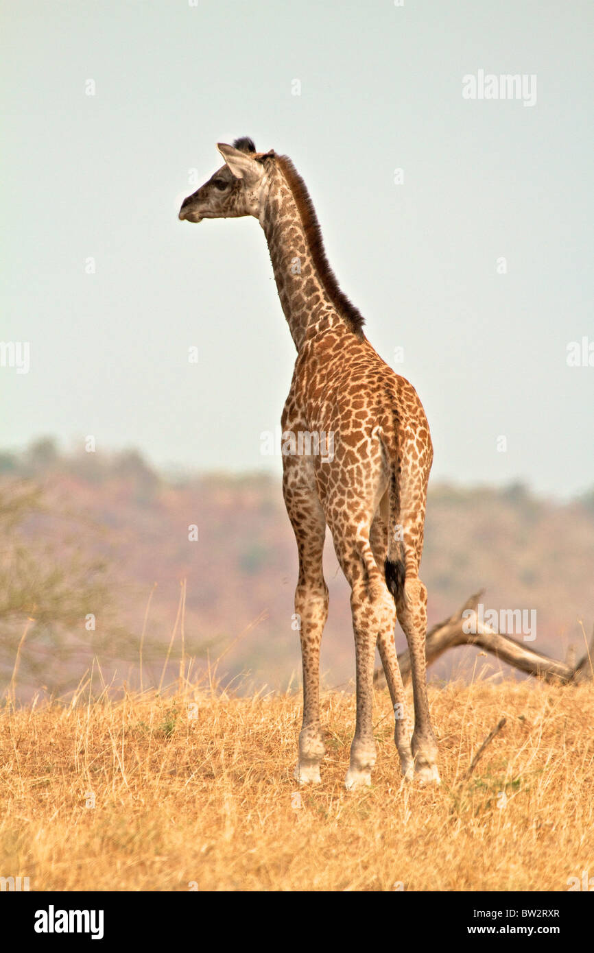 young MAASAI GIRAFFE ( Giraffa camelopardalis tippelskirchi ) Selous National Park Tanzania Stock Photo
