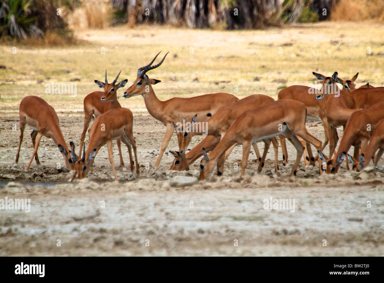 Impala Aepyceros melampus Selous National Park Tanzania Stock Photo