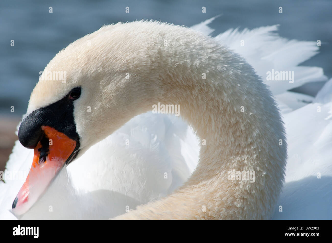 A shy looking mute swan Stock Photo