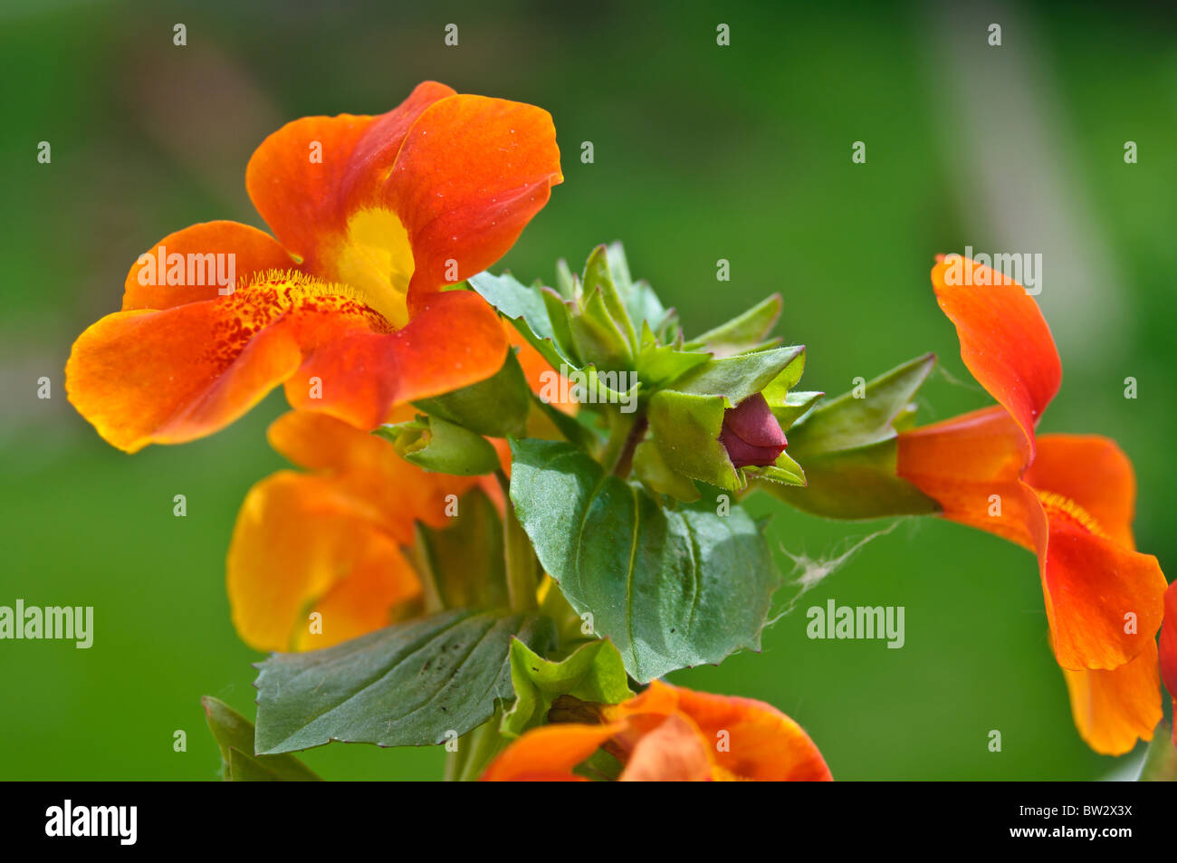 Bunch of orange monkey flowers with a bud Stock Photo