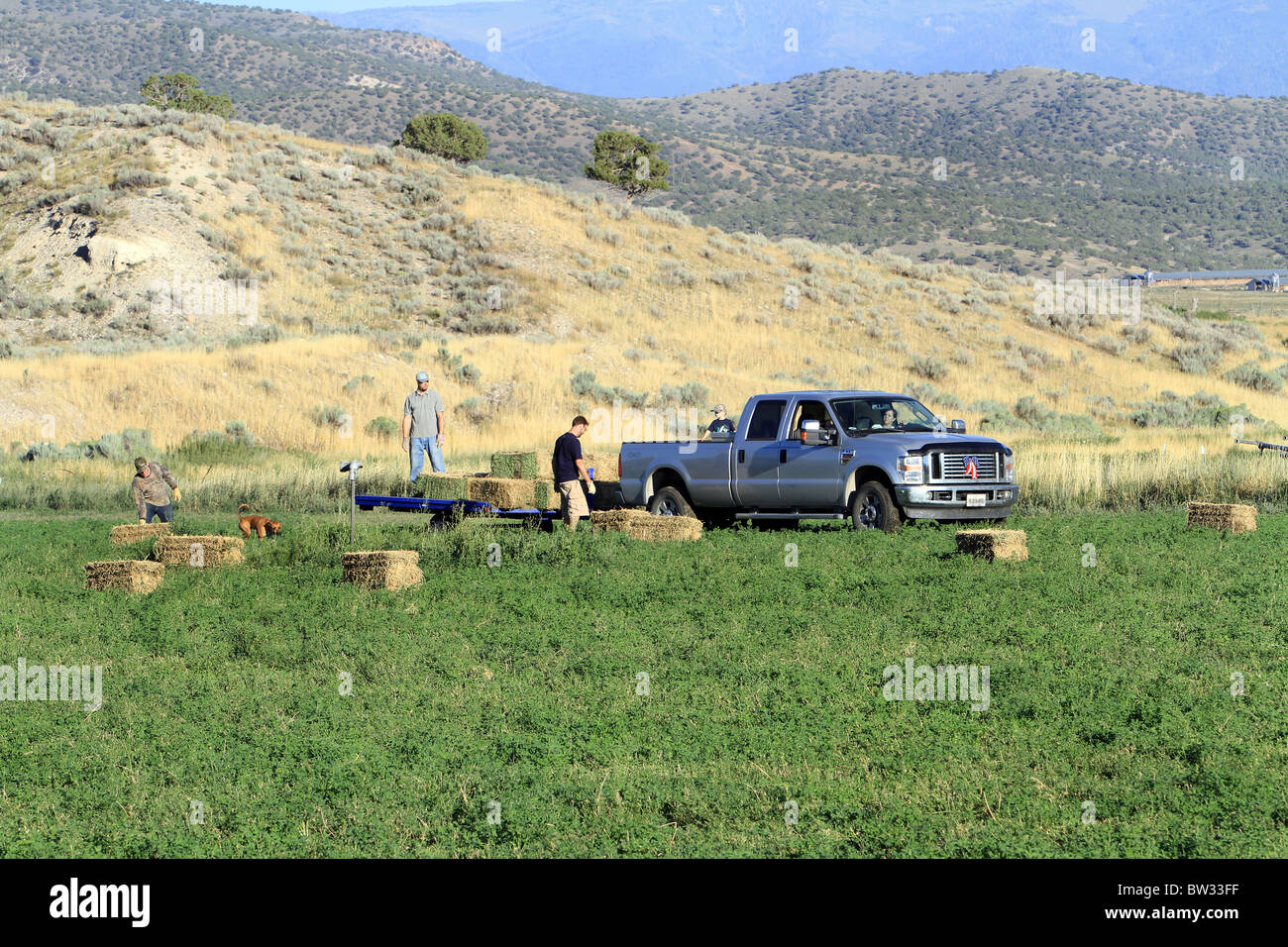 Farmer and workers loading hay bales onto a trailer Stock Photo Alamy