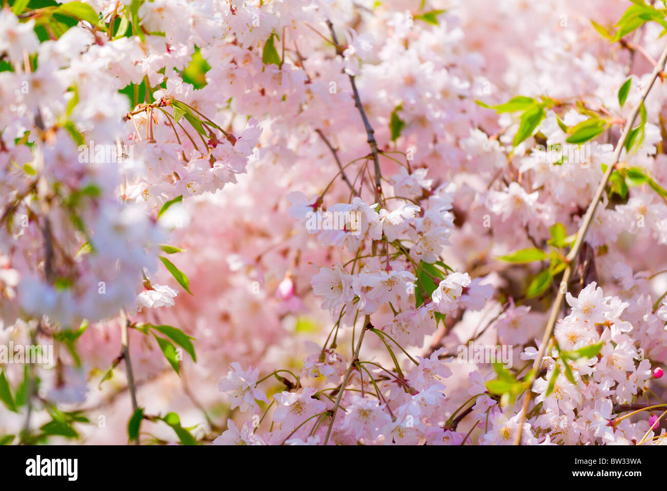 Ornamental cherry blossoms hi-res stock photography and images - Alamy