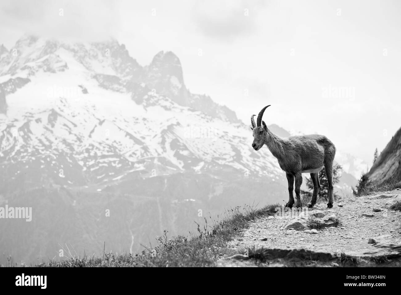 Wild mountain goat - Capra ibex on a cliff in French Alps. Black and white monochrome image Stock Photo