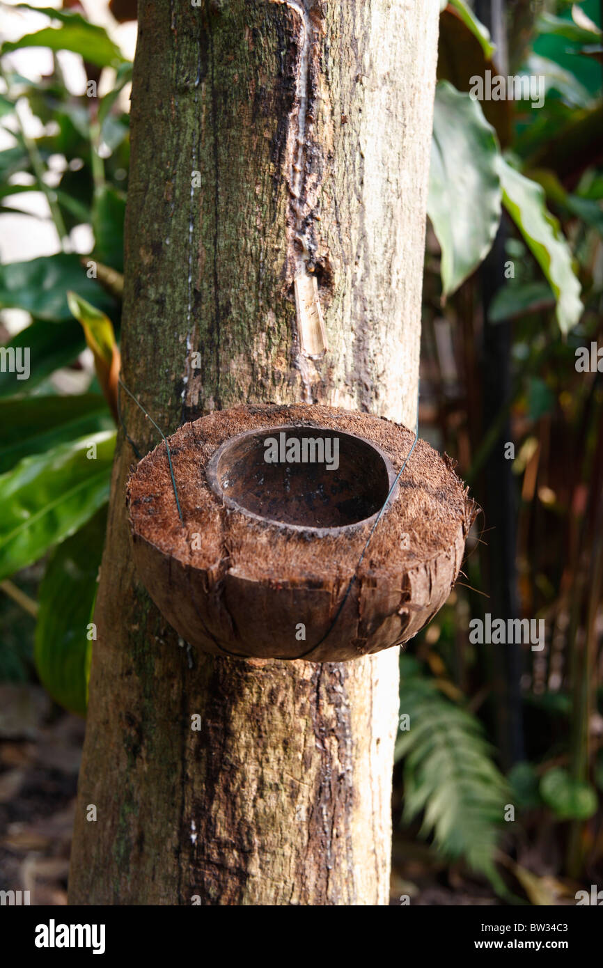 Rubber tree rainforest hires stock photography and images Alamy