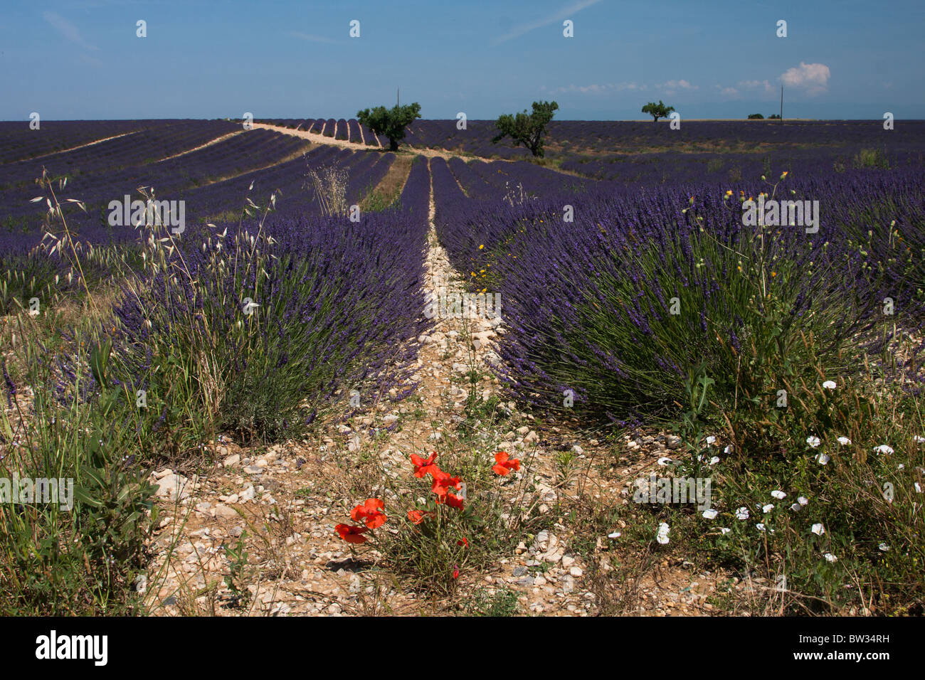 Lavender and poppies hi-res stock photography and images - Alamy