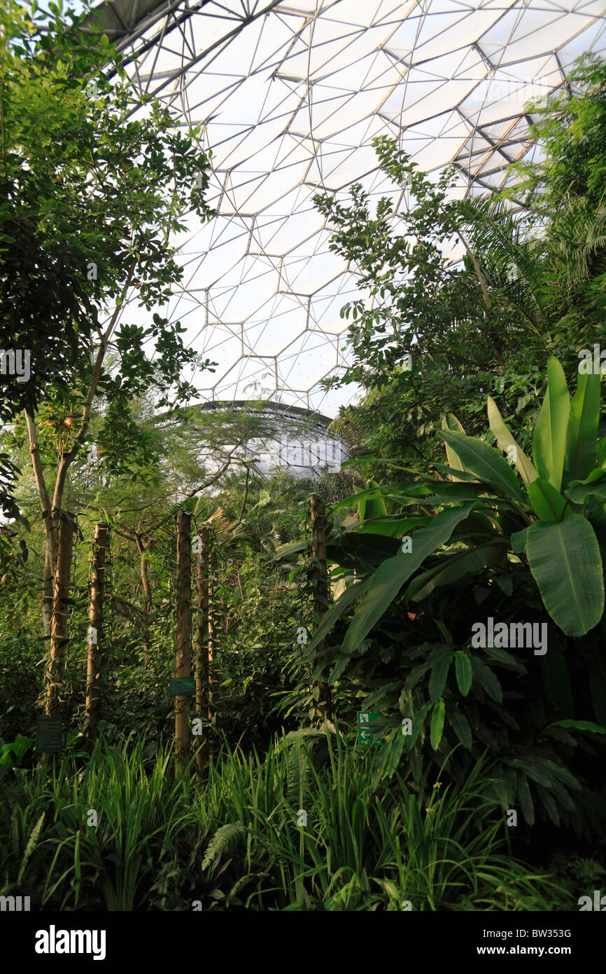 Interior of Tropical Rainforest Biome Eden Project Cornwall UK Stock Photo