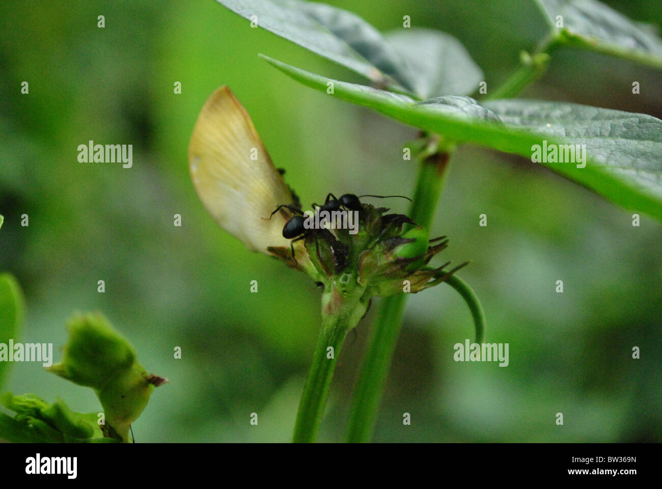 ant on a branch Stock Photo Alamy