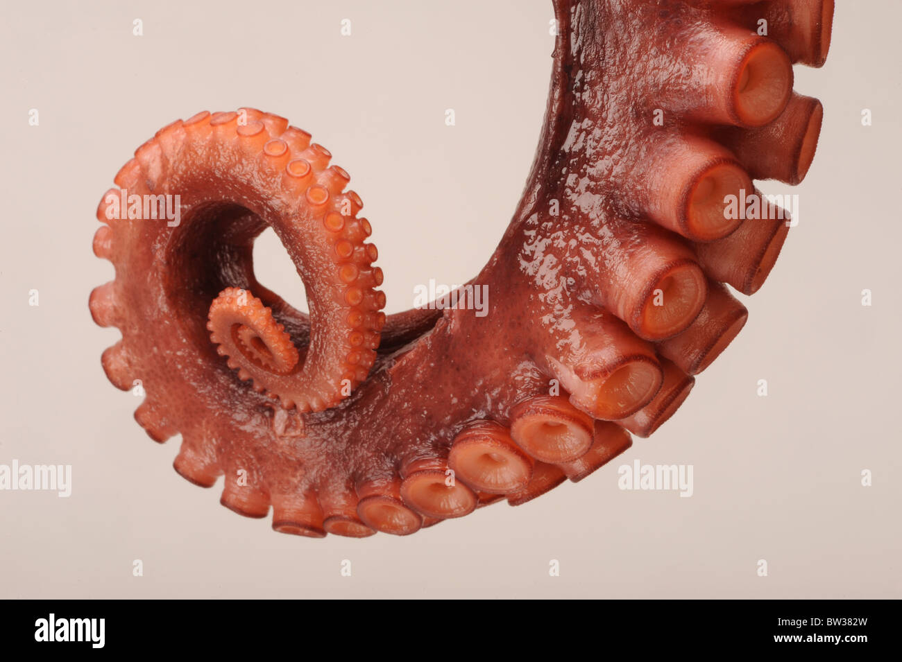 Tentacle hi-res stock photography and images - Alamy