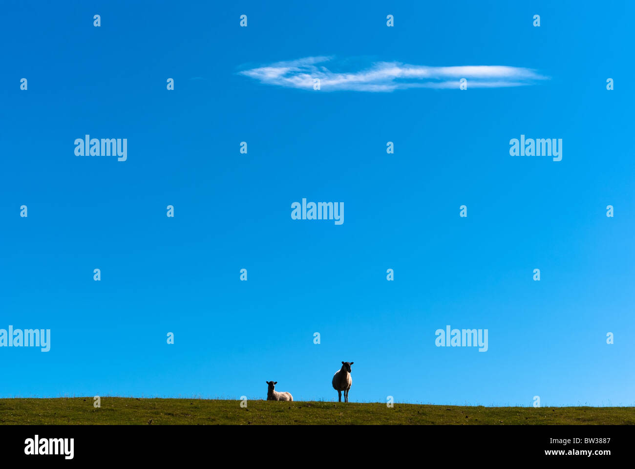 sheep is standing on a meadow in front of a blue sky Stock Photo - Alamy