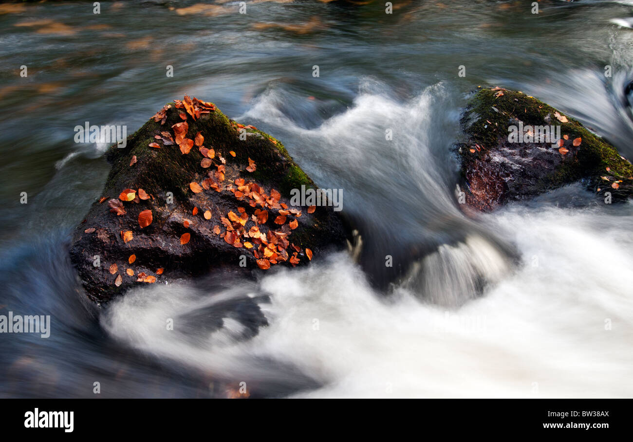Fallen Autumn leaves at Golitha Falls on the River Fowey near Liskeard, Cornwall Stock Photo