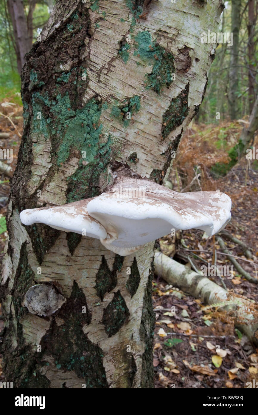 Birch Polypore Razor strop fungus Piptoporus betulinus Stock Photo
