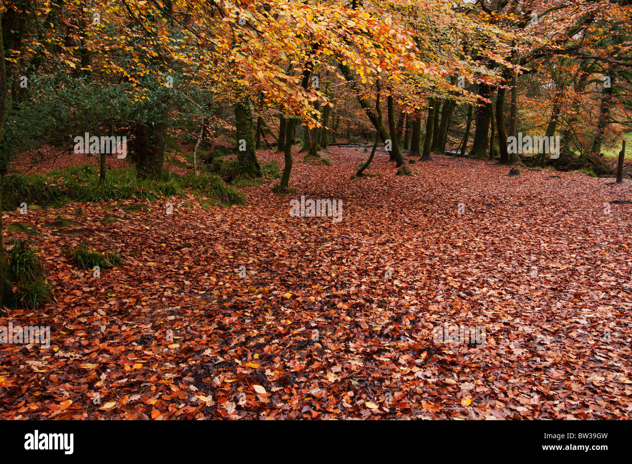 Autumn colour at Golitha Falls woodland near Liskeard, Cornwall Stock Photo