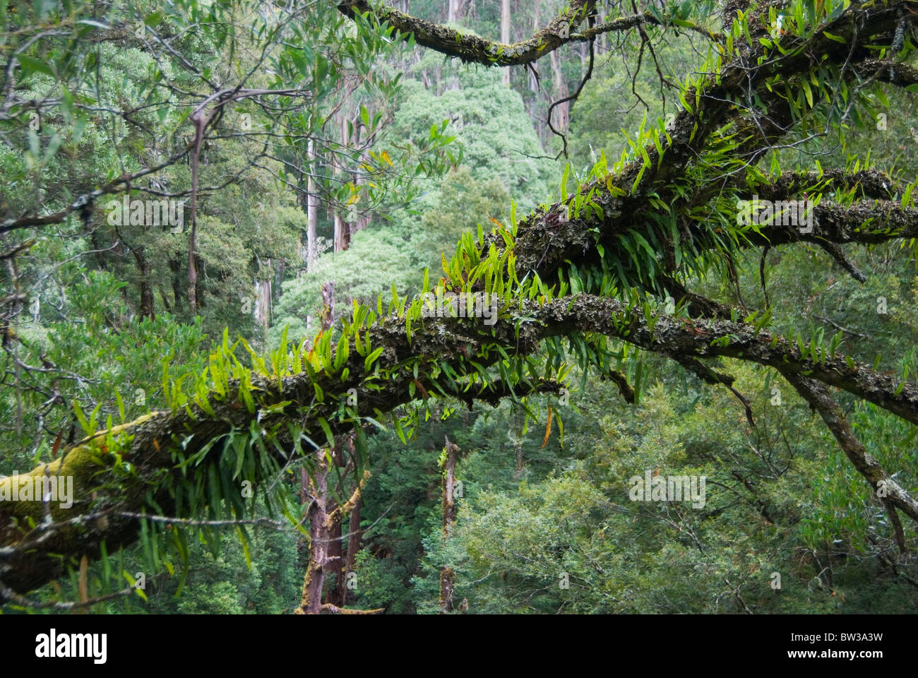 Kangaroo fern (Microsorum pustulatum) on rainforest tree in Great Otway National Park, Victoria, Australia Stock Photo