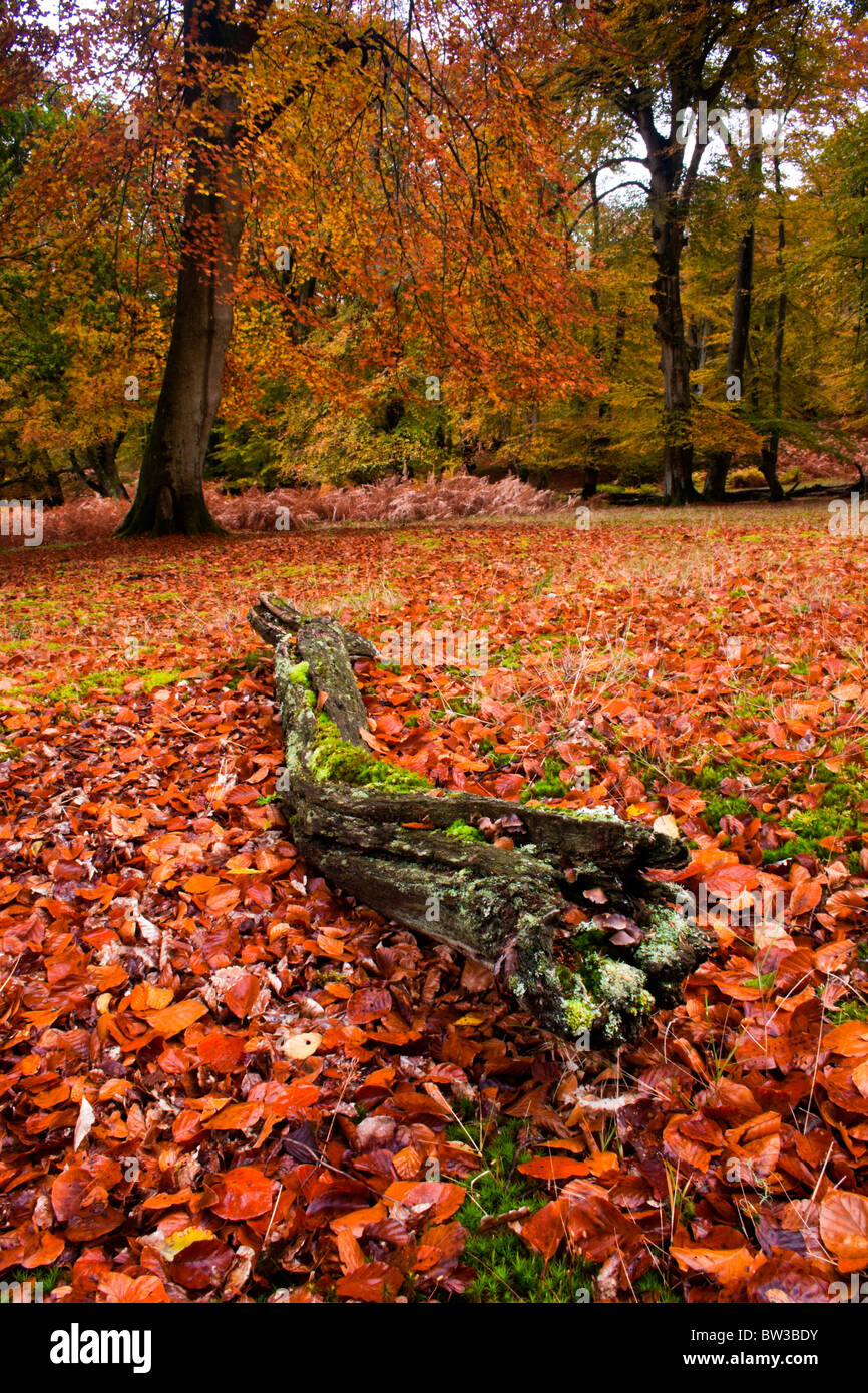Autumn colours in the New Forest Stock Photo