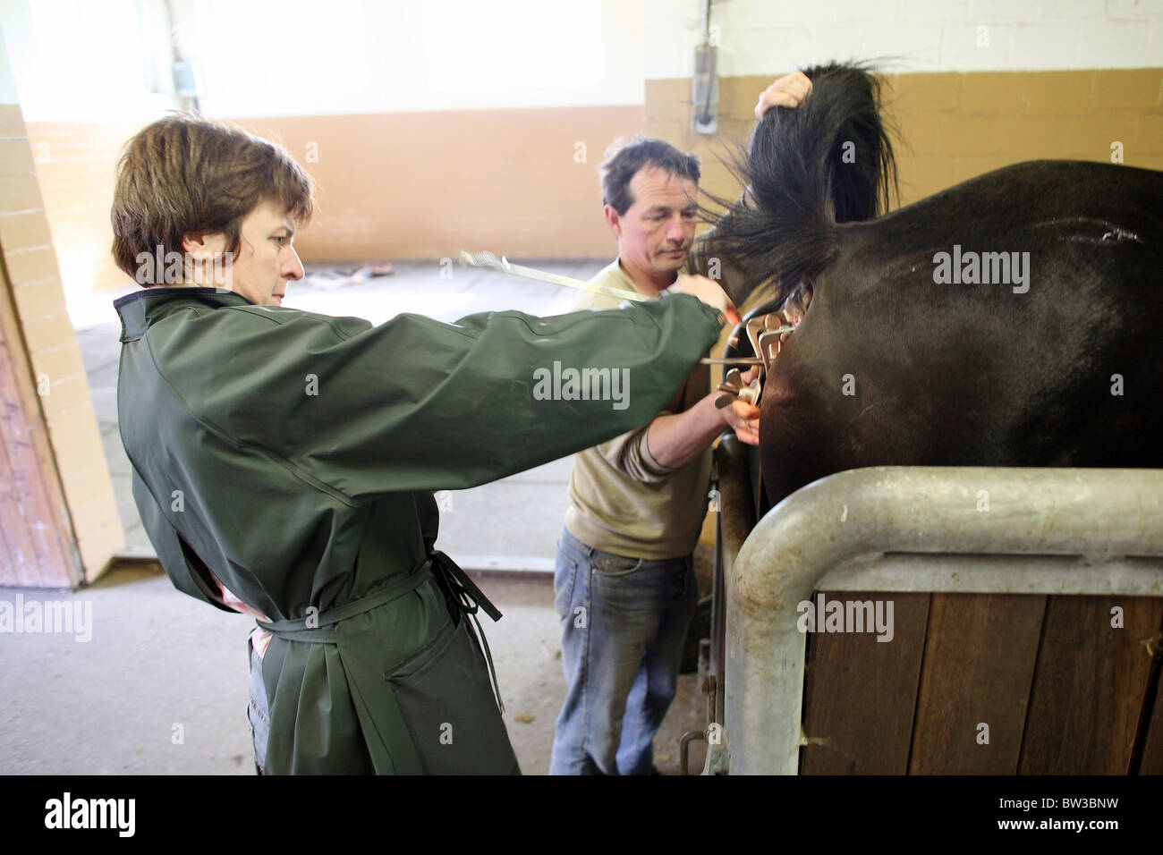A veterinarian examining a pregnant mare, Soltau, Germany Stock Photo