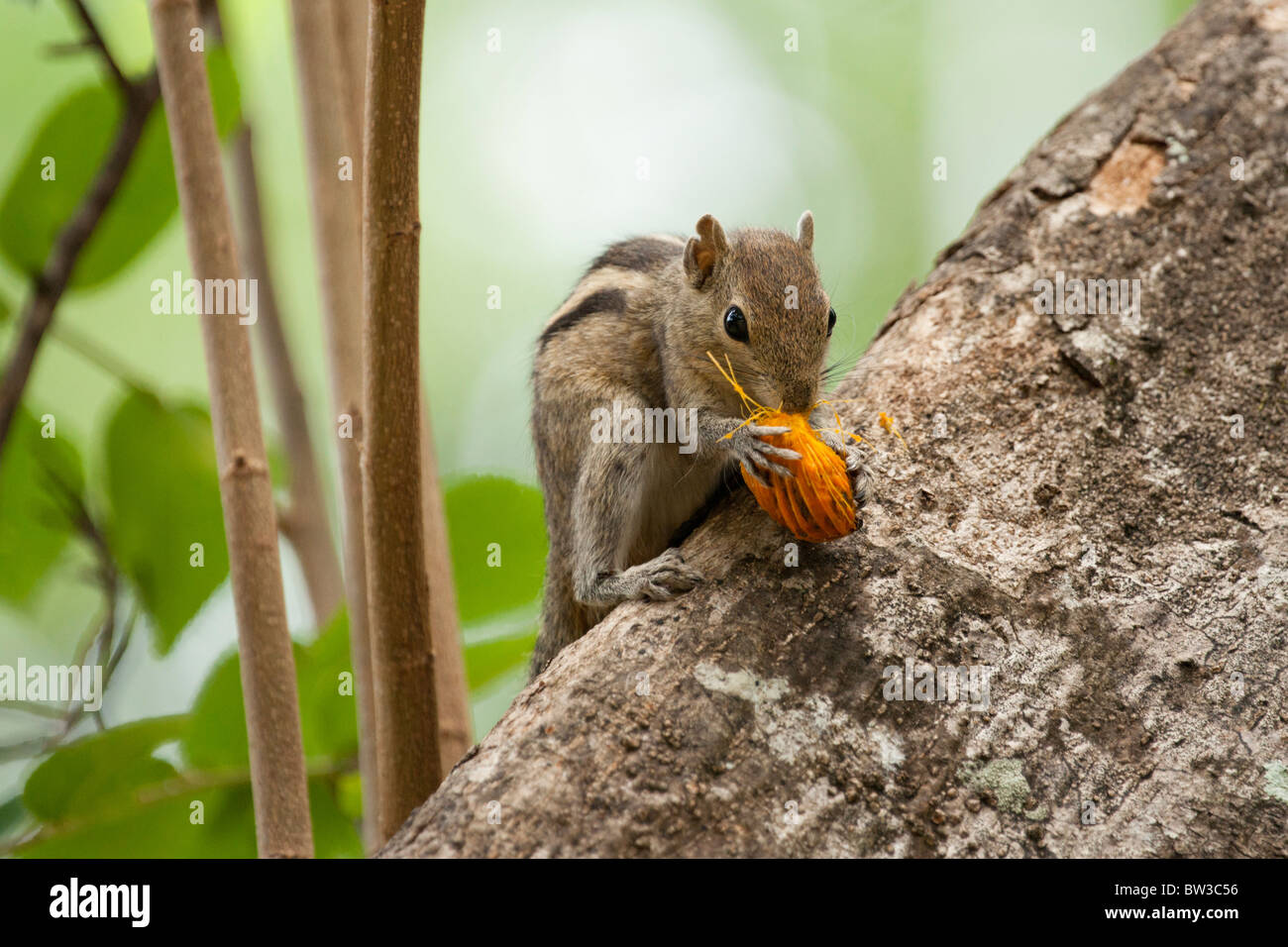 Sri Lankan tree squirrel eating fruit Stock Photo Alamy