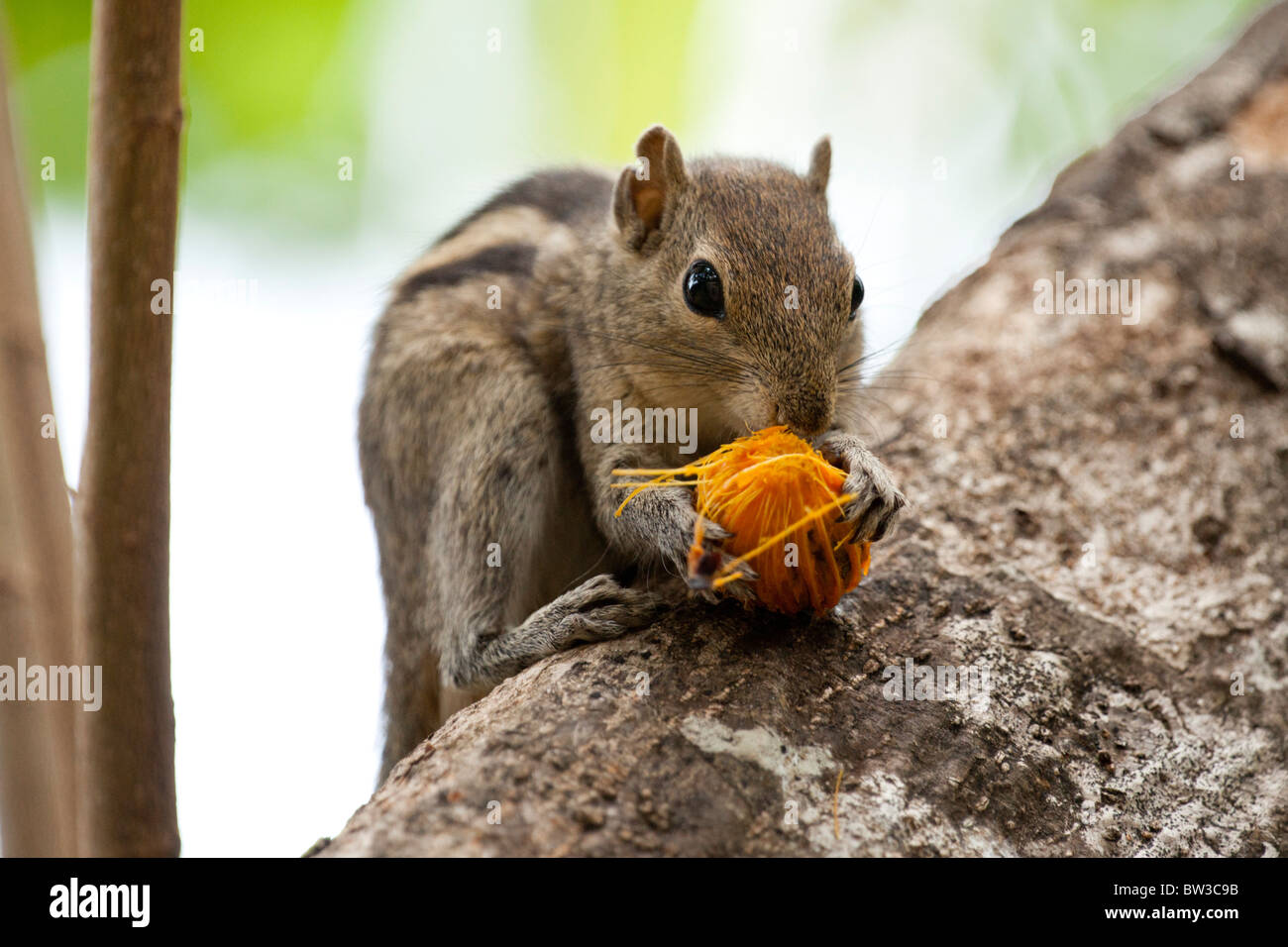 Sri Lankan tree squirrel eating fruit Stock Photo Alamy