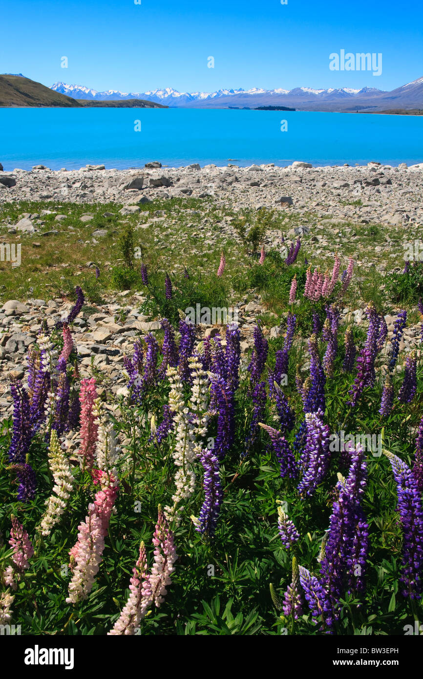Lupins in the spring sunshine backed by stunning turqoise lake and mountains, new zealand Stock Photo