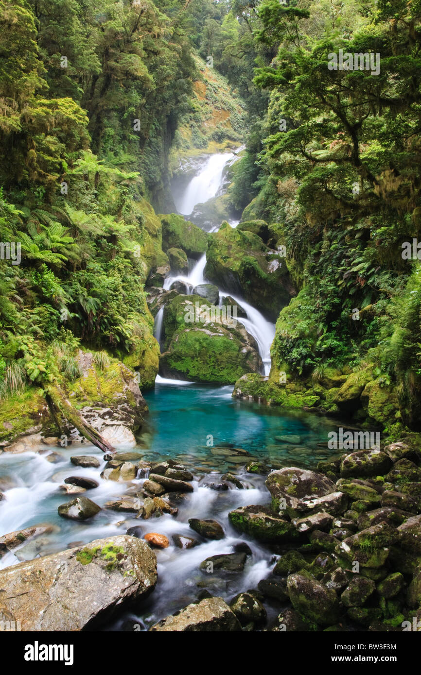 Waterfall in turquoise stream deep in the new zealand rainforest in the Fjordland National Park Stock Photo