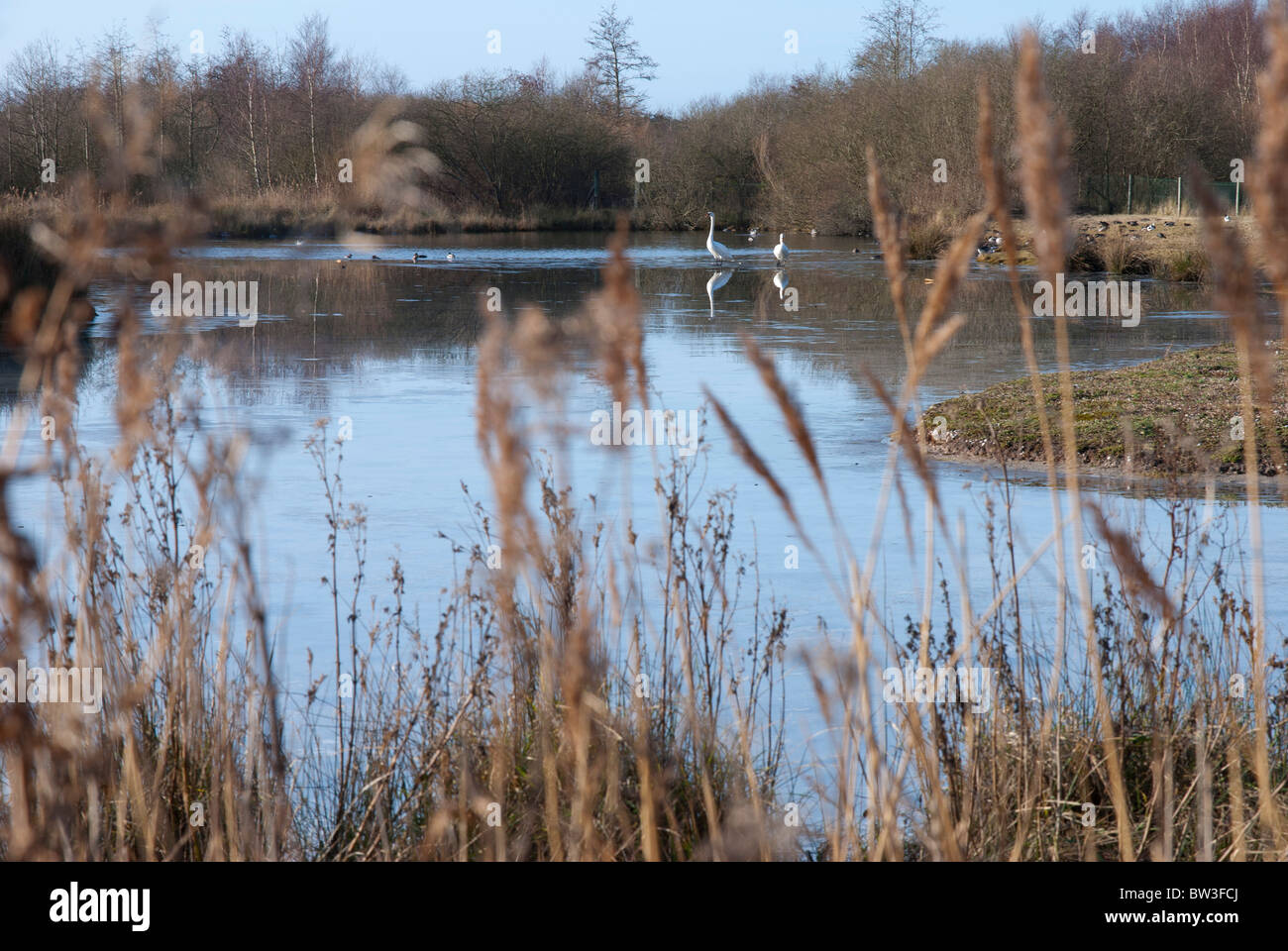 Parc du Marquenterre, oies sur étang gelé Marquenterre's Park, geese on a frozen pond Stock Photo