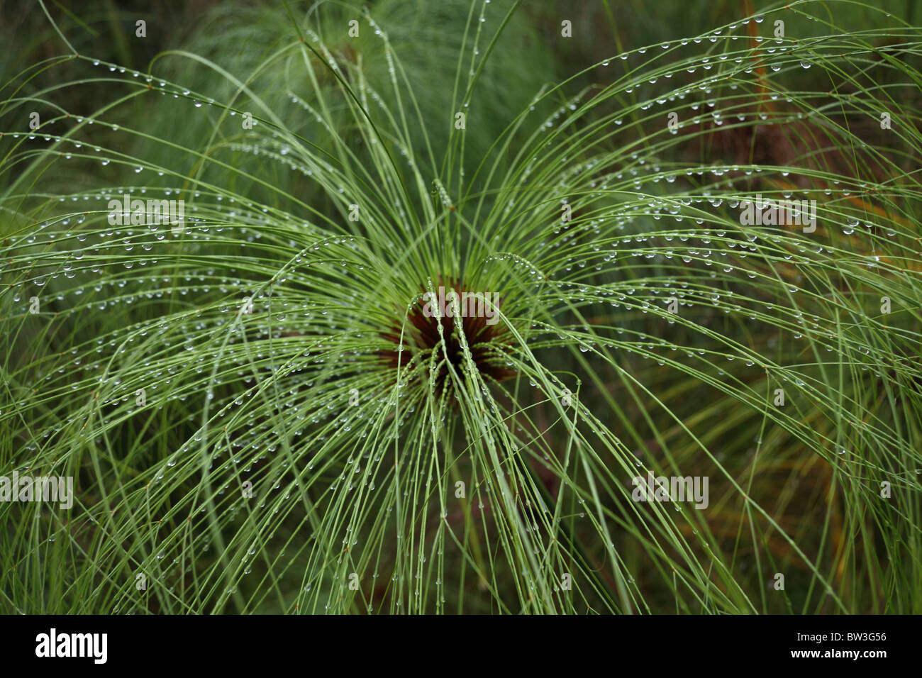 South african grasses hi res stock photography and images Alamy