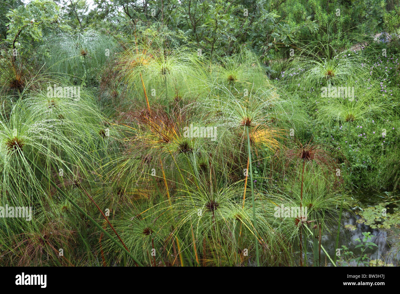 South African ornamental grasses Stock Photo