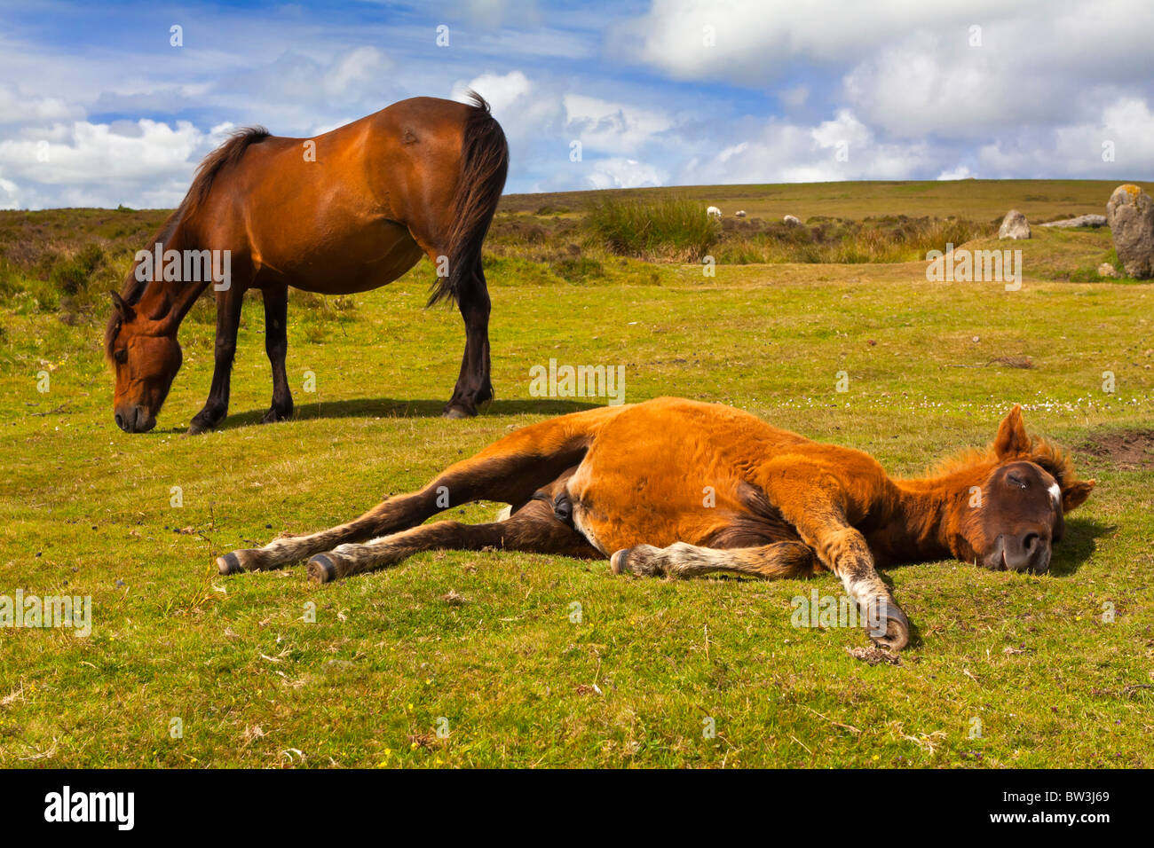 Dartmoor pony and foal semi feral and hardy rare breed grazing on