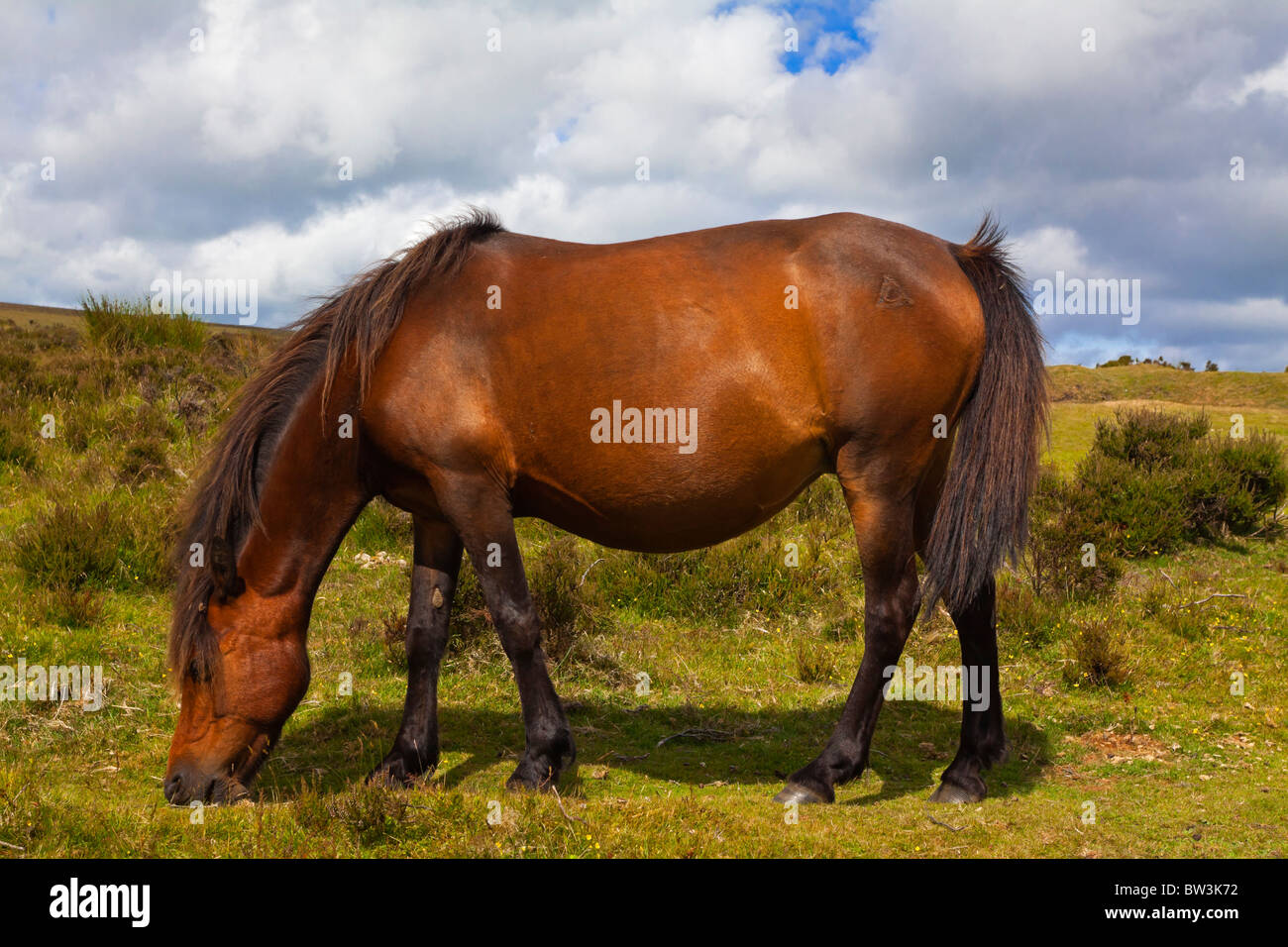 Dartmoor pony a semi feral and hardy rare breed grazing on Dartmoor in